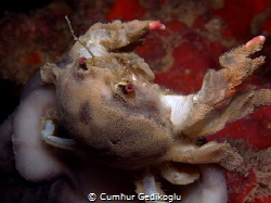 Dromia personata
Sponge Crab by Cumhur Gedikoglu 